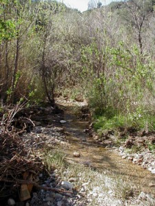 2003 photo of stream in Brown's Canyon watershed
