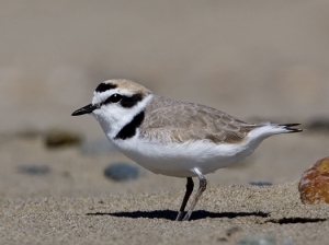 Western Snowy Plover (photo by Michael L. Baird)