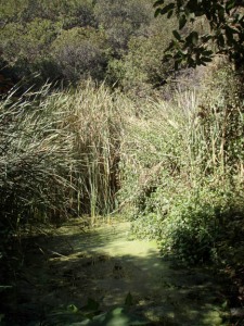 a small wetland has been created by ponding of the creek's flows at a road culvert.