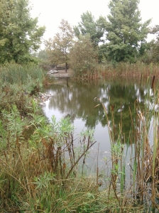 Wetlands at Augustus Hawkins Nature Park