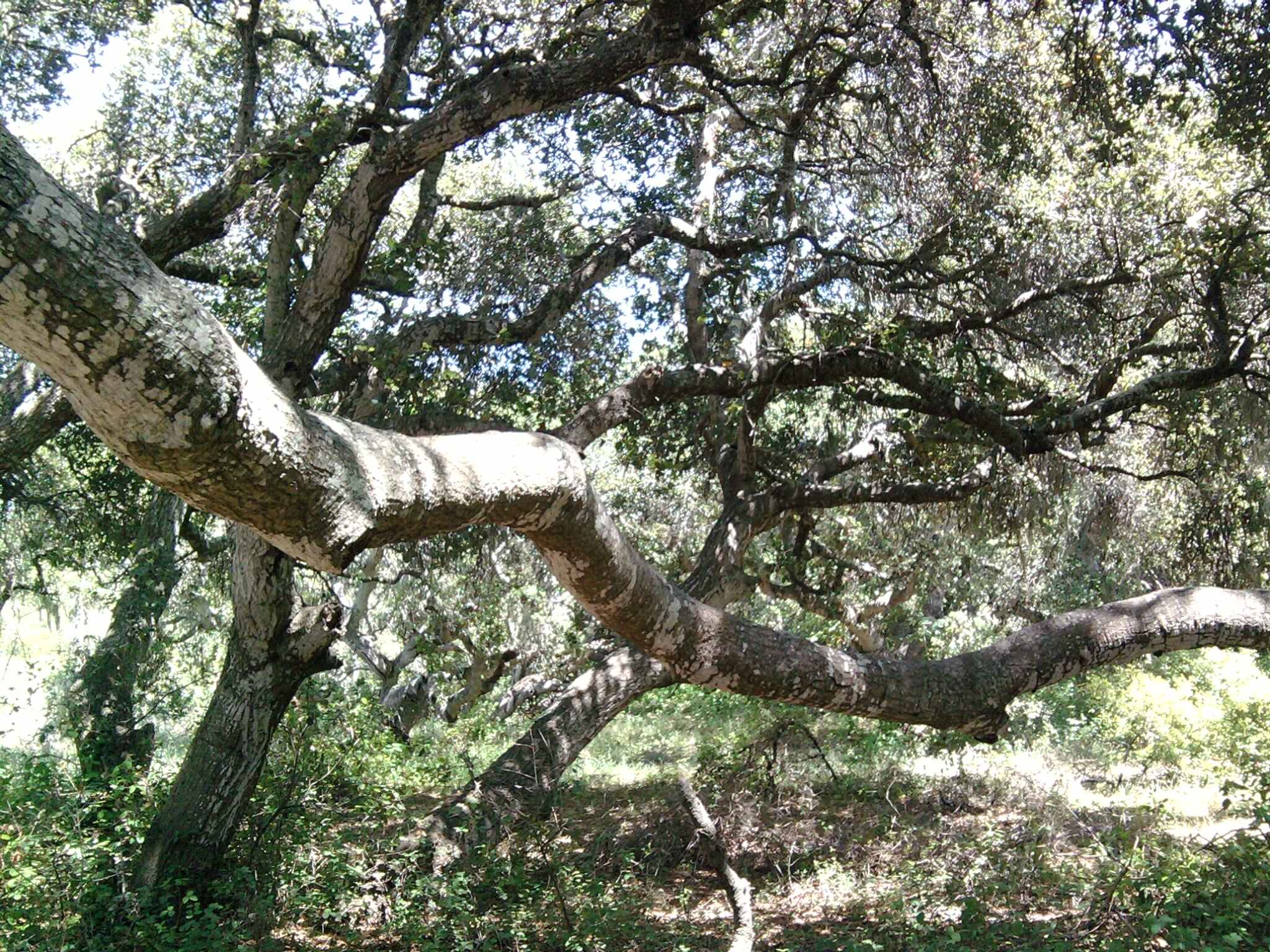 Los Osos Oaks State Reserve Parking